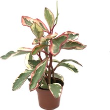 Betonish Peperomia Clusiifolia 'Jelly' (Zümrüt Dalgası Çiçeği)