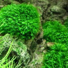 Brf Store Pmstore Fissidens Sp Marushaki Moss 20 cc Cup Özel Tür En Kolay Akvaryum Bitkisi Canlı Bitki