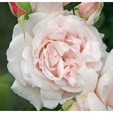 Mey İthalat Dashing Look Constanze Mozart Narin Krem Pembe Gül Tohumu 5 Adet TH-DLTHM009