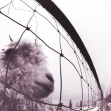 Plak Dolabı Pearl Jam – Vs. Lp Plak