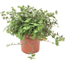 Betonish Callisia Repens (Kalisya Çiçeği)