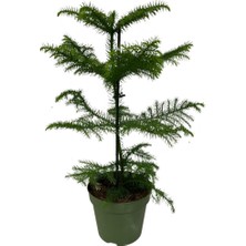Betonish Araucaria Heterophylla (Salon Çamı)