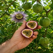 Bahcemden Online Passiflora Çarkıfelek Meyvesi 2 kg