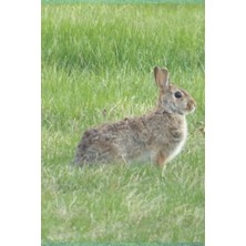 Valor Lined Bunny Journal