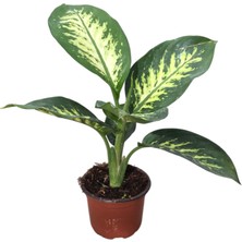 Betonish Dieffenbachia Seguine (Difenbahya Çiçeği)
