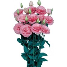 1001 Lisianthus Çiçeği Tohumu (Katmerli, Bodur) Pembe Renkli - 5 Tohum