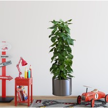 Akıllı Bayi Saksılı Bitki Tasarımlı Yapışkanlı Sticker Resim 90*30 cm MC-665