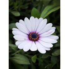 Valor Gardenbox Hoş Kokulu Beyaz Bodrum Papatyası Çiçeği Fidanı, 25-35 Cm, Saksılı