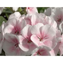 Valor Pembe - Beyaz Sardunya (10 Tohum)