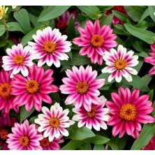 Valor Zinnia Çiçeği Tohumu (Mini Çiçekli, Kirli Hanım) Cherry Renkli - 5 Tohum