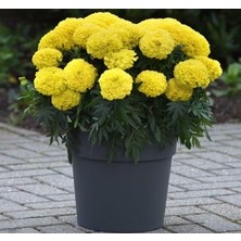 Valor Kadife Çiçeği (Marigold Büyük Çiçek) Sarı Renkli - 10 Tohum