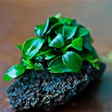 Nacario Anubias Petite Saksı Canlı Bitki 5-7 Yaprak