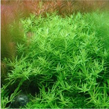 Meks Rotala Sp Green Saksı Canlı Bitki