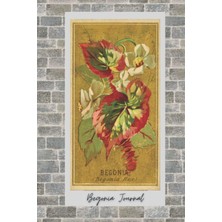 Meks Independently Published Begonia Journal