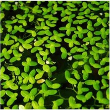 Meks Lemna Minor Mercimek 30X30CM Su Üstü Canlı Bitki