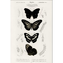 Mey İthalat Dark Butterfly Journal