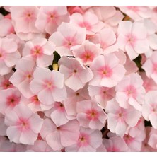 Meks Somon Floks F1 Tohumu (25 Tohum)