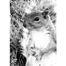 Meks My Big Fat Calendar 2018 - Squirrel (Great Britain): 1 Day Per Din A4 Page, Lined