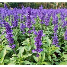 Meks Leylak Ateş Çiçeği - Salvia F1 Tohumu (30 Tohum)