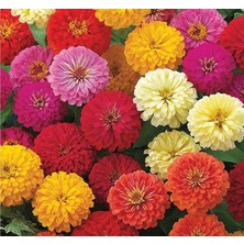 Meks Kirli Hanım Çiçeği Tohumu (Büyük Çiçekli Zinnia) Karışık Renkli - 5 Tohum