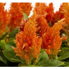 Meks Turuncu Tüy Horoz Ibiği F1 Tohumu (75 Tohum)