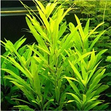 Meks Nomaphila Siamensis Saksı Canlı Bitki TR-B098