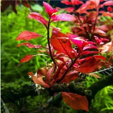 Meks Ludwigia Mini Super Red Saksı Canlı Bitki