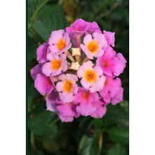 Meks Lantana Flower Journal