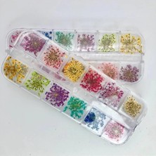 Valor Fontenay Nail Art Gerçek Kuru Süsleme Çiçekleri(12'li) Protez Tırnak Renkli