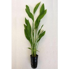 Valor Echinodorus Argentinensis Saksı Canlı Bitki P056