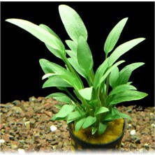 Valor Cryptocoryne Walkeri Saksı Canlı Bitki