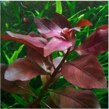 Valor Ludwigia Repens Rubin Saksı- Canlı Bitki