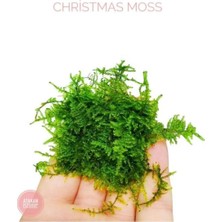 Valor Christmas Moss Cup Canlı Bitki 413161