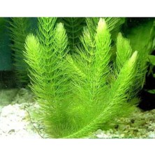 Valor Myriophyllum Spicatum Tilki Kuyruğu Canlı Bitki