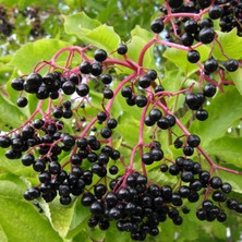 Tunç Botanik Kara Mürver Fidanı 5 Adet (Sambucus Nigra)