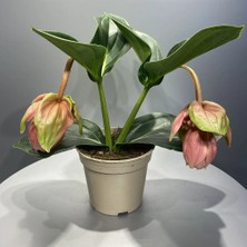 Modasteps Medinilla Medine Gülü (14 cm Saksıda)