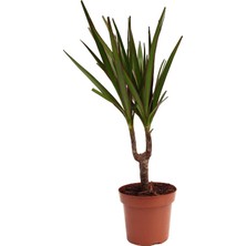 Modasteps Dracaena Marginata - Ejderha Ağacı - 10,5 cm Plastik Saksıda
