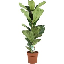 Modasteps Ficus Lyrata - 12 cm Plastik Saksıda