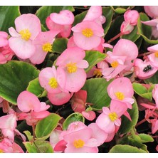 1001 Begonya Tohumu (Şeker - Yeşil Yaprak) Pembe Renkli - 40 Tohum