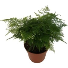 Armen Botanik Asparagus-Tül Çiçeği-Kuşkonmaz Çiçeği