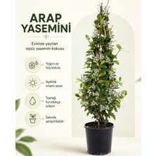 Gardenkoala Arap Yasemini – Jasminum Sambac – 15 cm Saksı