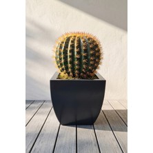 Desen Dekorasyon Zenith 30 cm Yapay Kaktüs Kare Kavisli Metal Antrasit Saksı - İç ve Dış Mekan Modern Metal Saksılık (30X30/20 Cm)