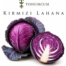 Ata Tohumculuk Doğal Kırmızı Lahana Tohumu (100 Ad) | Ata Tohum