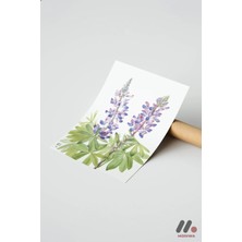 Modiwa Design Lupin Botanik İllüstrasyon, Çerçevesiz Yüksek Kalite Duvar Afişi - Ev Dekorasyonu