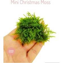 Mey İthalat Mini Christmas Moss Cup Canlı Bitki