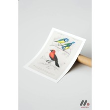 Modiwa Design Renkli Kuşlar Gravürü, Çerçevesiz Yüksek Kalite Duvar Afişi - Hayvan Severlere Hediye