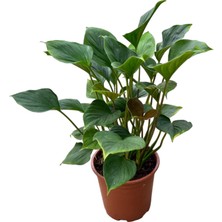 Betonish Homalomena Emerald