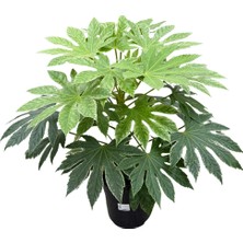 Betonish Fatsia Japonica 'variegata' (Japon Çınarı)