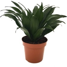 Betonish Dracaena Compacta (Dragon Ağacı)