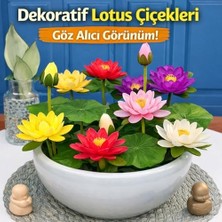 Lotus Çiçeği Tohumu 6 Adet – Nilüfer Çiçeği Tohumu Nadir Kutsal Lotus (6)